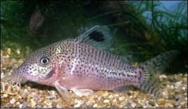 Corydoras Leopardus / Pantsermeerval