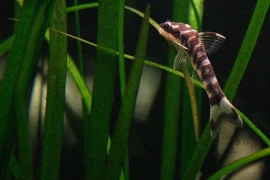 Otocinclus Cocama / Dwerg algeneter, Otocinclus zebra