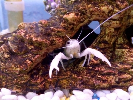 Procambarus Alleni    Snow White
