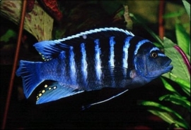 cynotilapia afra / Malawi cichlide