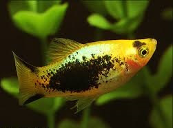 Xipho. Maculatus  Tuxedo Yellow /  Platy Tuxedo Geel