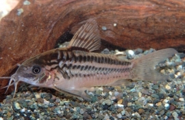 Corydoras nannus