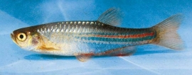 Brachydanio Albolineatus / Blauwe danio