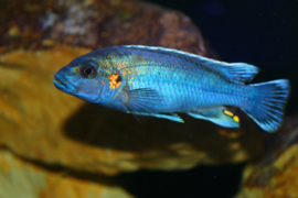 Melanochromis lepidiadaptes cobalt / Malawi Cichlide