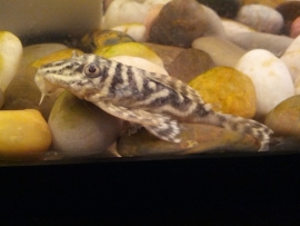 L 129 colombian zebra pleco