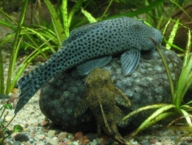L 148 Chaetostoma Punctatus / Pantsermeerval