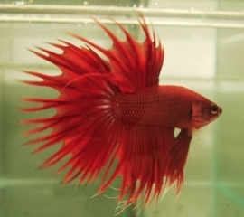 Betta Crown Tail / Siamese kempvis