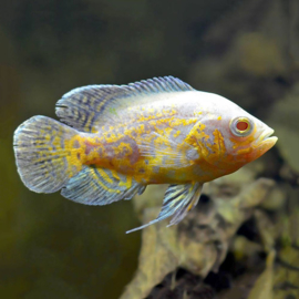 Astronotus Ocellatus Lemon / Lemon Pauwoog cichlide