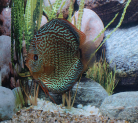 Symphysodon / Stendker Discus Snake Skin Rood