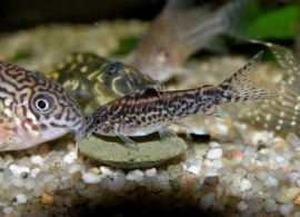 Aspidoras pauciradiatus / dwerg corydoras