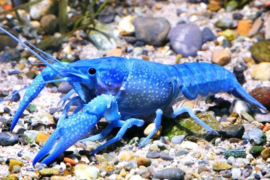 Procambarus clarkii blue
