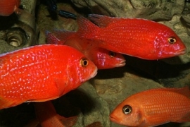 aulonocara coral red