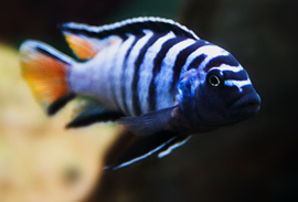 Pseudotropheus Elongatus Mpanga / Malawi Cichlide