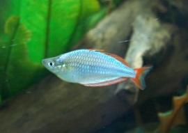 Melanotaenia Praecox / Regenboogzalm