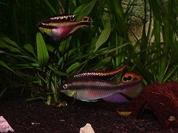 pelvicachromis pulcher/ kersenbuik cichlide