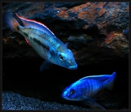 Haplochromis Ahli /Malawi  Cichlide