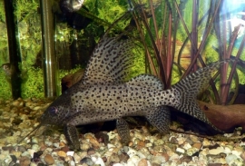 Synodontis Eupterus / Verdervin meerval