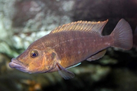 Abactochromis labrosus