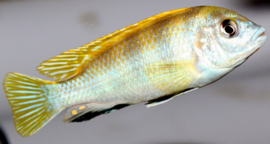 Labidochromis  Perlmutt / Malawi cichlide