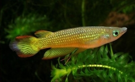 Aplocheilus lineatus Goud / Tand karper