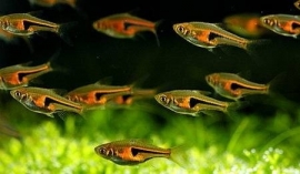 Rasbora Hengeli / Kegelvlek