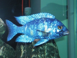 Placidochromis phenochilus tanzania