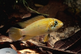 Apistogramma Alacrina / dwergcichlide