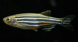 Brachydanio rerio  / Zebra Danio