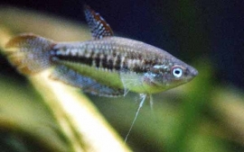 Trichopsis pumilus / Dwerg knorgourami