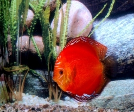 Symphysodon / Stendker Discus Vuur Rood