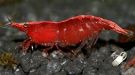 Neocaridina Denticulata Sinensis RED  / Kersgarnaal