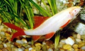 labeo frenatus albino / Albino Labeo