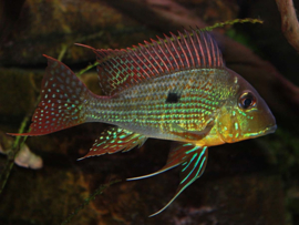 Geophagus Surinamensis