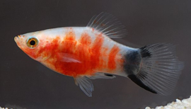 Xipho. Maculatus  Bleeding Heart /  Platy special