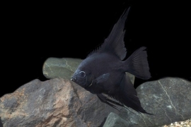 Pterophyllum scalare  Black / Maanvis Zwart