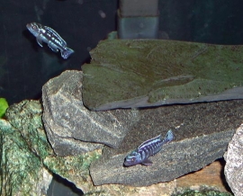 Melanochromis Exasperatus / Malawi Cichlide