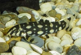 Pegu botia brima / botia histrionica s