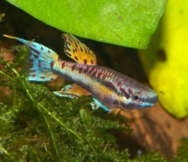 Aphyosemion Bivittatum / glanstandkarper