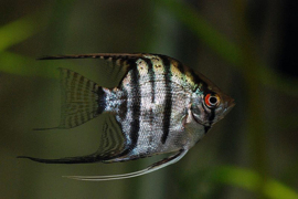 Pterophyllum Scalare Zebra / Maanvis