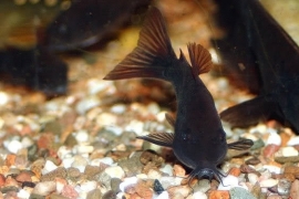 Corydoras Black Venezuela / Pantsermeerval