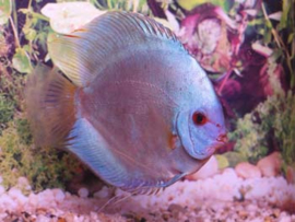 Symphysodon / Stendker Discus Blue Diamond