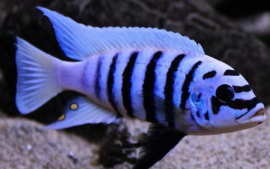 Pseudotropheus Zebra Maison Reef