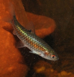 Puntius bimaculatus