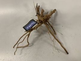 Driftwood Selected DW22 - 44x36x15cm