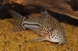 Corydoras Julii / Pantsermeerval