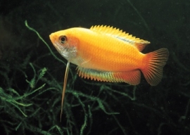 Colisa Chuna Gold  / honing gourami Goud