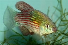 Jordanella floridae - blokvisje