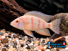 Aulonocara Fire Fish Albino