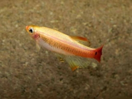 Tanichthys albonubes gold /chinese danio goud