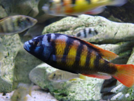 Haplochromis Migori CH44